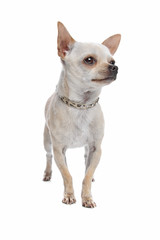short haired chihuahua