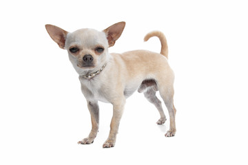 short haired chihuahua