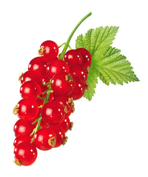 Johannisbeeren