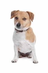 Jack Russel Terrier