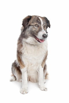 Aidi or atlas mountain dog