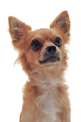 Obraz premium portrait de chihuahua