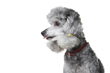 Gray poodle with pink tongue