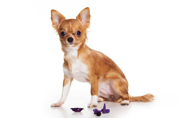 Chihuahua puppy on white background