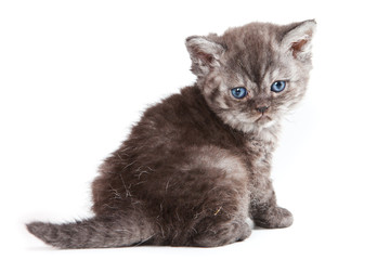 Selkirk Rex kitten on white