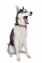 Siberian Husky