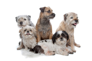 three Border Terrier dogs and two Shih Tzu dogs