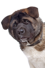 American Akita puppy