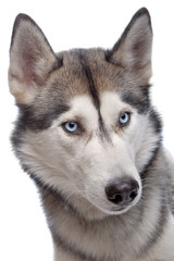 Siberian Husky