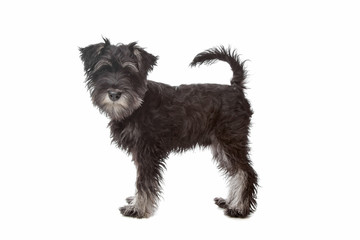 Miniature Schnauzer