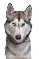 Siberian Husky