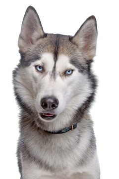 Siberian Husky