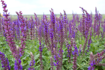 Fototapeta premium Flowers in the meadow