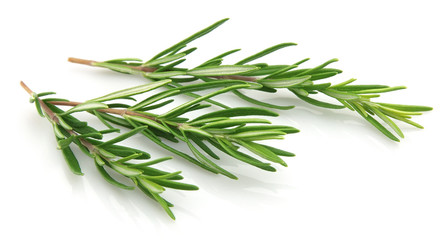 Fototapeta premium Twigs of rosemary