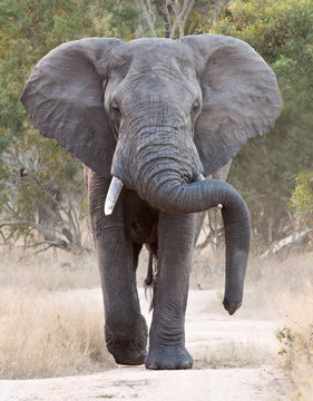 Big elephant approacing along a road