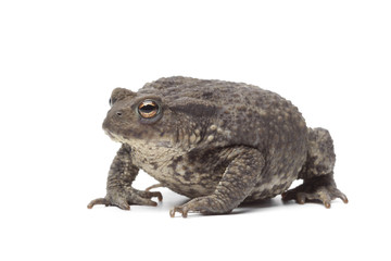 Common toad