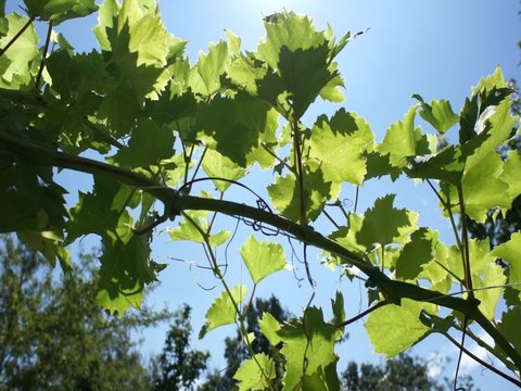 vigna uva vite vendemia