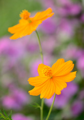 Orange flowers chamomiles