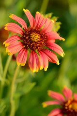 Colorful flowers chamomiles