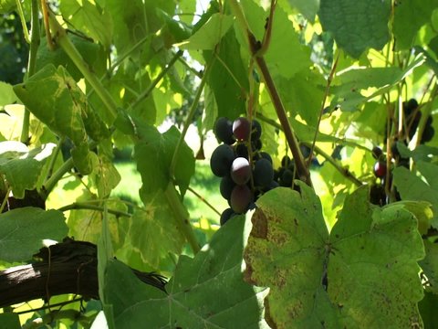 uva vite tralcio vendemia grappolo