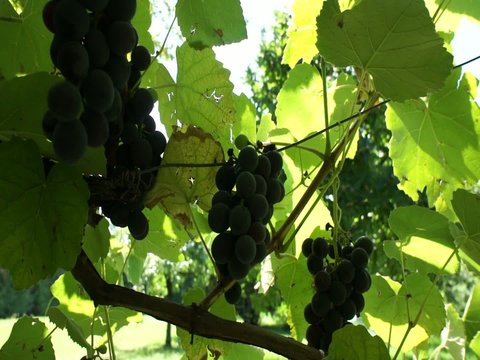 uva vite tralcio vendemia grappolo