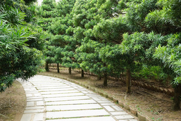 Stone pathway with pine tree in both side