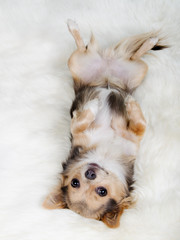 Chihuahua lying on her back on white fluffy fur