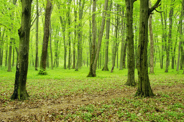 green forest