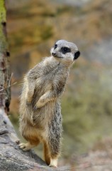 Meerkat on rock leaning