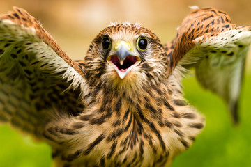 Portrait of a baby falcon