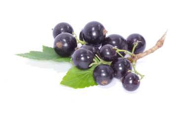 currant
