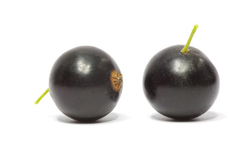 black currant