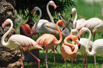Flamingos