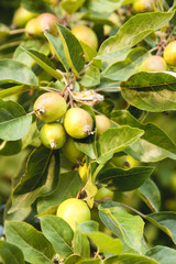 Crab apples © timages