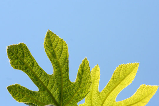 Fig tree leaves