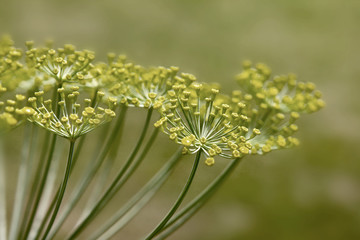 Dill Flowers