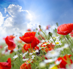 poppy red © Andrey Volokhatiuk