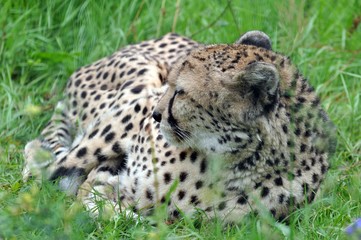 Gepard im Gras © Jutta Adam