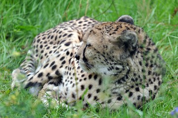 Gepard im Gras