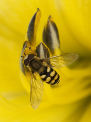 Hoverfly on yellow flower