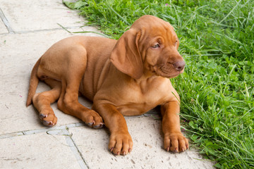 Kleines Hundebaby