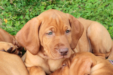 Kopf eines Magyar Vizsla Welpen