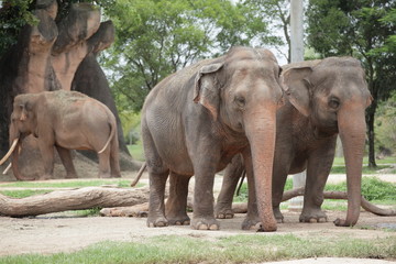 Fototapeta na wymiar Słoń afrykański w naturze