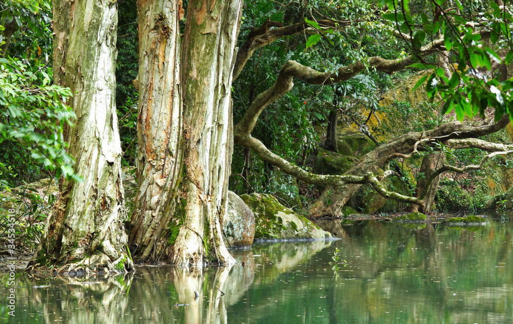 Wall mural tree in water at forest