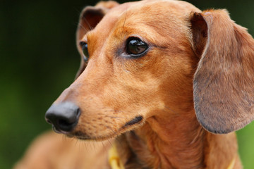 dachshund dog