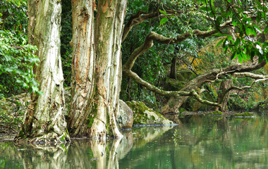 tree in water at forest