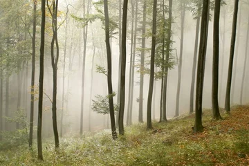 Rolgordijnen Mistige herfst beukenbos © Aniszewski