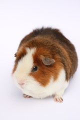 Meerschweinchen braun weiss freigestellt