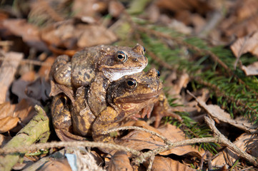 Frogs Love