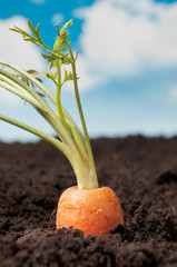 Gardening fresh carrot